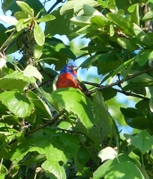 Painted Bunting